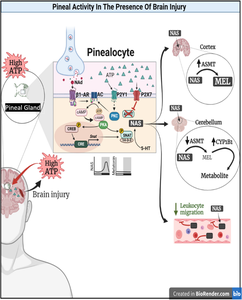 Partners in health and disease: pineal gland and purinergic signalling.