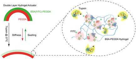 Design and Functionality of Trypsin-Triggered, Expandable Bovine Serum Albumin-Polyethylene Glycol Diacrylate Hydrogel Actuators