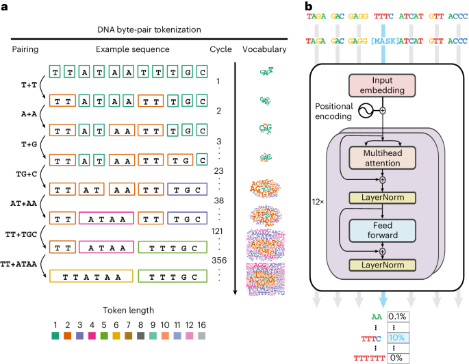 DNA language model GROVER learns sequence context in the human genome