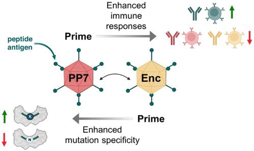 Heterologous Prime-Boost with Immunologically Orthogonal Protein Nanoparticles for Peptide Immunofocusing.