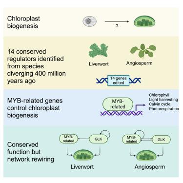 MYB-related transcription factors control chloroplast biogenesis