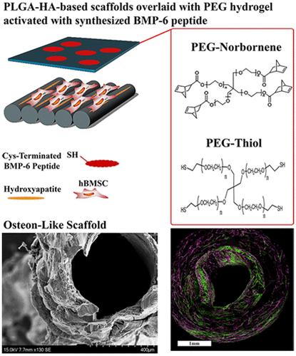 Driving Osteocytogenesis from Mesenchymal Stem Cells in Osteon-like Biomimetic Nanofibrous Scaffolds.
