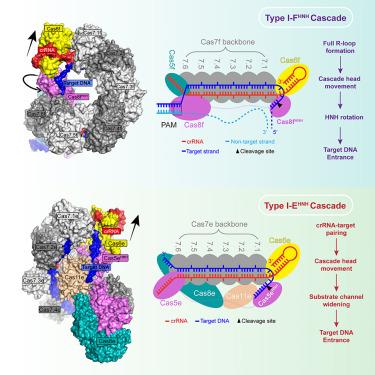 Mechanisms for HNH-mediated target DNA cleavage in type I CRISPR-Cas systems