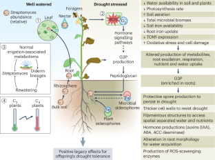 Harnessing co-evolutionary interactions between plants and Streptomyces to combat drought stress