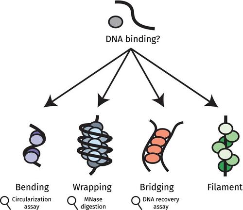 Identification, characterization and classification of prokaryotic nucleoid-associated proteins.