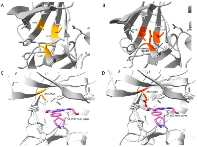 Mutation in Bruton Tyrosine Kinase (BTK) A428D confers resistance To BTK-degrader therapy in chronic lymphocytic leukemia