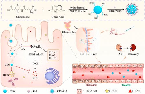 Multifunctional Nanosystem Based on Ultrasmall Carbon Dots for the Treatment of Acute Kidney Injury.
