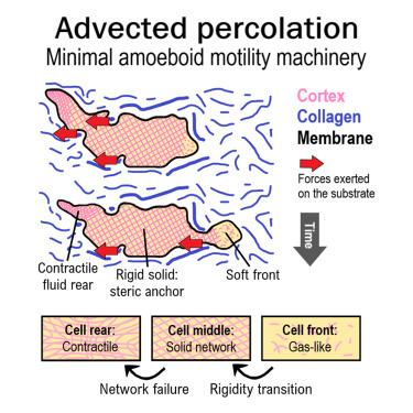 Rigidity percolation and active advection synergize in the actomyosin cortex to drive amoeboid cell motility