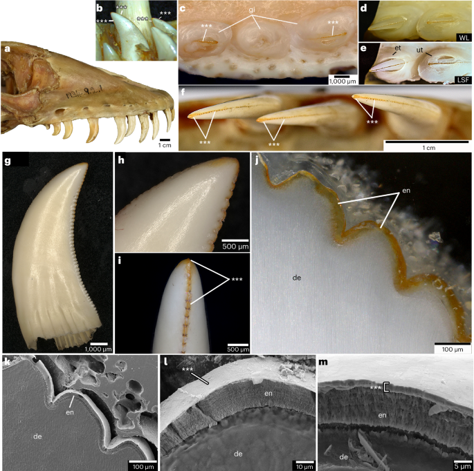 Iron-coated Komodo dragon teeth and the complex dental enamel of carnivorous reptiles