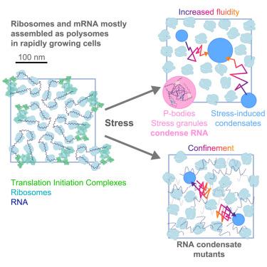 Polysome collapse and RNA condensation fluidize the cytoplasm