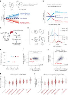 Genome dilution by cell growth drives starvation-like proteome remodeling in mammalian and yeast cells