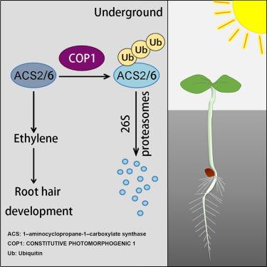 Arabidopsis COP1 suppresses root hair development by targeting type I ACS proteins for ubiquitination and degradation