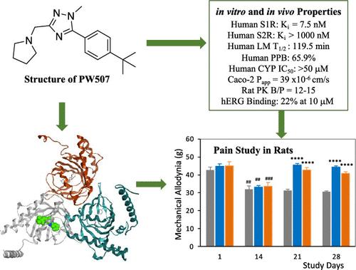 Preclinical Evaluation of Sigma 1 Receptor Antagonists as a Novel Treatment for Painful Diabetic Neuropathy