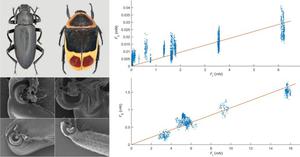 Tribological properties of the beetle leg joints