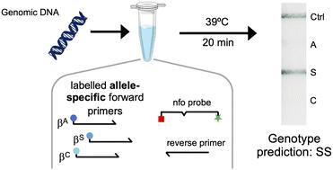 A multiplexed, allele-specific recombinase polymerase amplification assay with lateral flow readout for sickle cell disease detection†