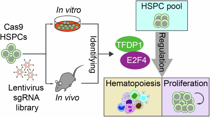 In vivo CRISPR/Cas9-mediated screen reveals a critical function of TFDP1 and E2F4 transcription factors in hematopoiesis