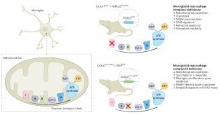 Complex roles for mitochondrial complexes in microglia