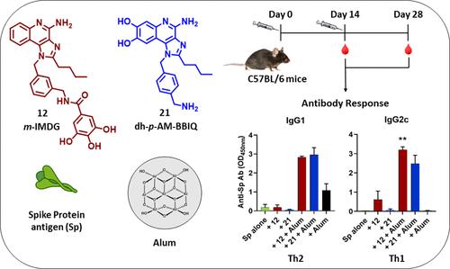 Modulation of the Adjuvant Potential of Imidazoquinoline-Based TLR7/8 Agonists via Alum Adsorption