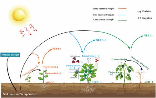 Ecosystem CO2 flux responses to extreme droughts depend on interaction of seasonal timing and plant community composition