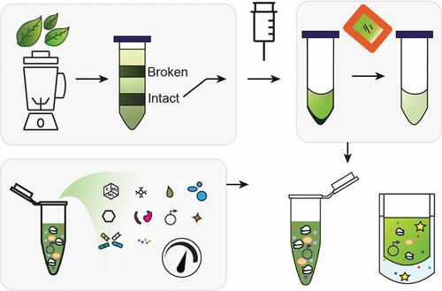 Establishing a High-Yield Chloroplast Cell-Free System for Prototyping Genetic Parts.