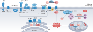 Reactive oxygen species in hypertension