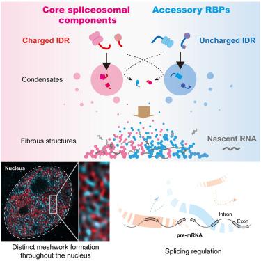 Blending and separating dynamics of RNA-binding proteins develop architectural splicing networks spreading throughout the nucleus