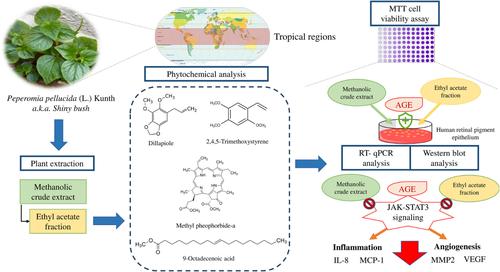 Peperomia pellucida (L.) Kunth suppresses glycation-induced inflammatory response in human retinal pigment epithelial cell line ARPE-19 via JAK-STAT3 signaling