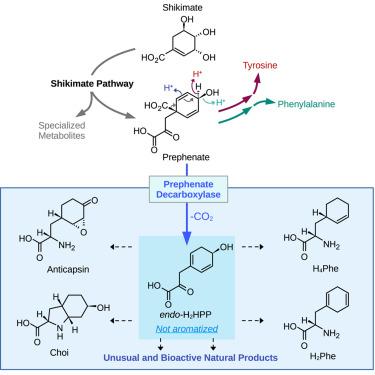 Prephenate decarboxylase: An unexplored branchpoint to unusual natural products