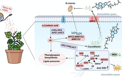 Nano-Selenium and Glutathione Enhance Cucumber Resistance to Botrytis cinerea by Promoting Jasmonic Acid-Mediated Cucurbitacin Biosynthesis