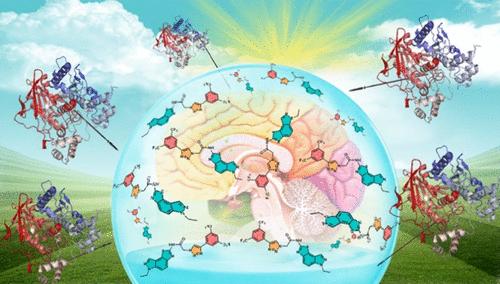 Design of Promising Thiazoloindazole-Based Acetylcholinesterase Inhibitors Guided by Molecular Docking and Experimental Insights.