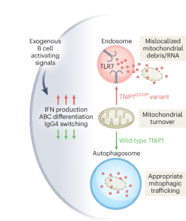 Directing risky traffic in B cells with TNIP1