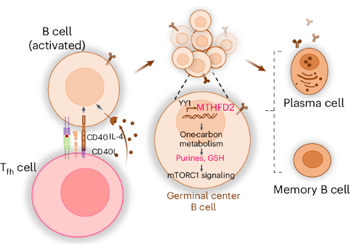 Metabolic determinants of germinal center B cell formation and responses