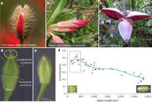 Arabidopsis floral buds are locked through stress-induced sepal tip curving