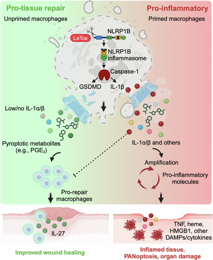 Yin and Yang of innate immune cell death.