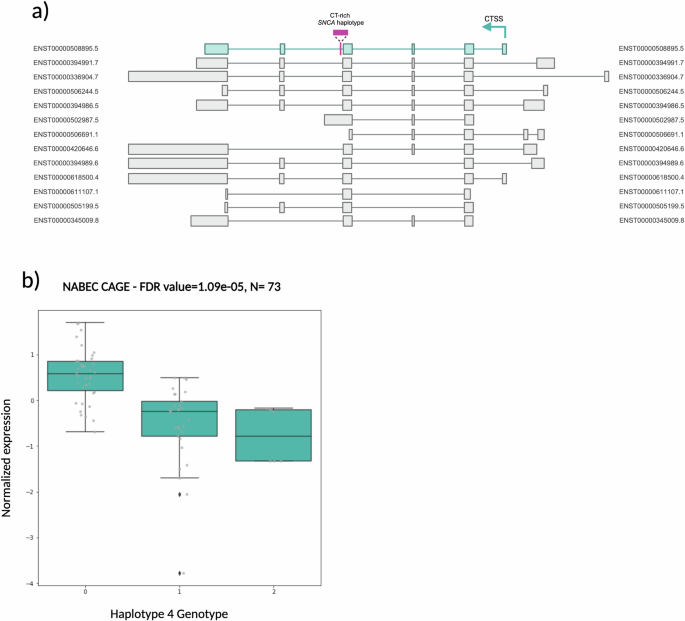 Characterizing a complex CT-rich haplotype in intron 4 of SNCA using large-scale targeted amplicon long-read sequencing.