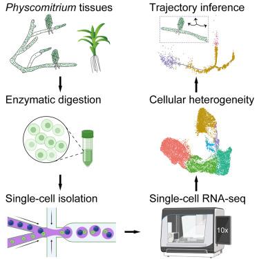 Single-cell RNA sequencing reveals dynamics of gene expression for 2D elongation and 3D growth in Physcomitrium patens.