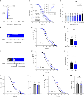 Separation of reproductive decline from lifespan extension during methionine restriction