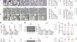 4,5-Dimethoxycanthin-6-one Inhibits Glioblastoma Stem Cell and Tumor Growth by Inhibiting TSPAN1 Interaction with TM4SF1.