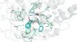 Structure of Carboxypeptidase T from Thermoactinomyces Vulgaris in Complex with L-Phenyl Lactate