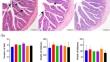 Yinchenhao Decoction mitigates intestinal impairment induced by high carbohydrate diet in largemouth bass (Micropterus salmoides): insights from inflammation, apoptosis, oxidative stress, tight junctions, and microbiota homeostasis