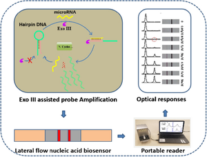 Visual detection of microRNAs using gold nanorod-based lateral flow nucleic acid biosensor and exonuclease III-assisted signal amplification