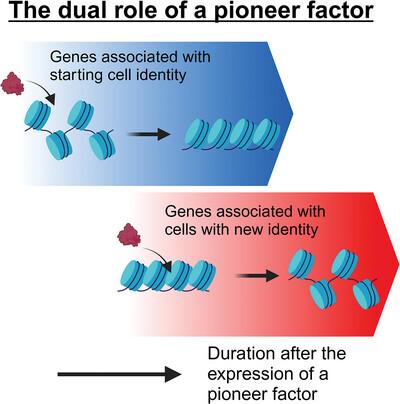 The yin and yang of pioneer transcription factors: Dual roles in repression and activation