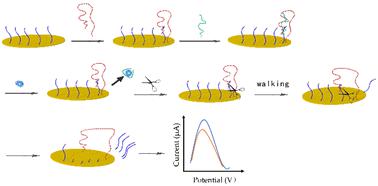 DNA walker coupled with nicking endonuclease for sensitive electrochemical detection of saxitoxin†