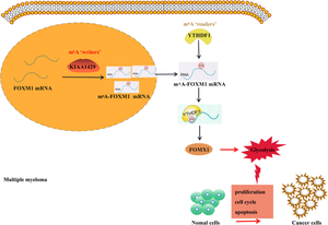 KIAA1429 increases FOXM1 expression through YTHDF1-mediated m6A modification to promote aerobic glycolysis and tumorigenesis in multiple myeloma.