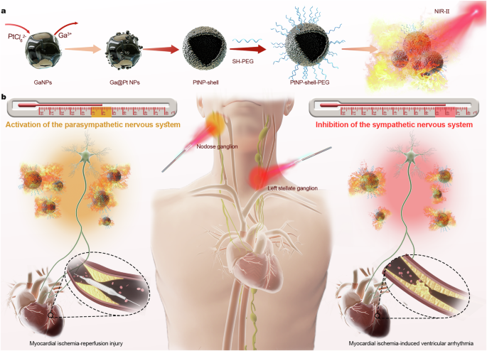 Pt nanoshells with a high NIR-II photothermal conversion efficiency mediates multimodal neuromodulation against ventricular arrhythmias