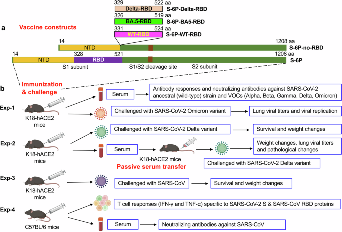 Universal subunit vaccine protects against multiple SARS-CoV-2 variants and SARS-CoV.