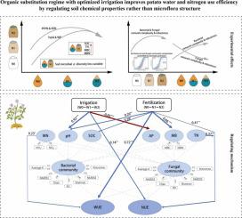 Organic substitution regime with optimized irrigation improves potato water and nitrogen use efficiency by regulating soil chemical properties rather than microflora structure