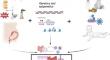 Early-life risk factors which govern pro-allergic immunity