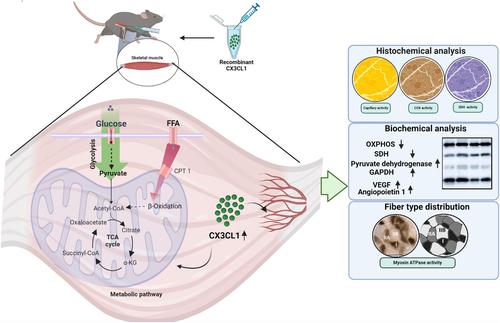 Intramuscular administration of fractalkine modulates mitochondrial properties and promotes fast glycolytic phenotype