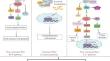 Role of MicroRNA Modulated Wnt Pathway in Breast Cancer and Its Therapeutic Use